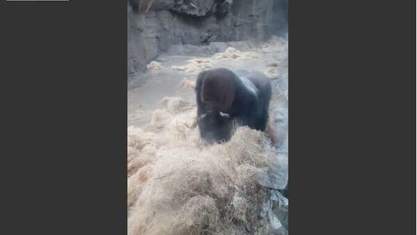 Boston Zoo Gorilla Attacks - Sputnik International