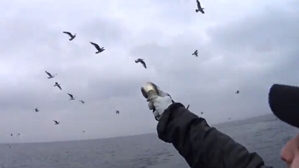 Seagull catches fish - Sputnik International