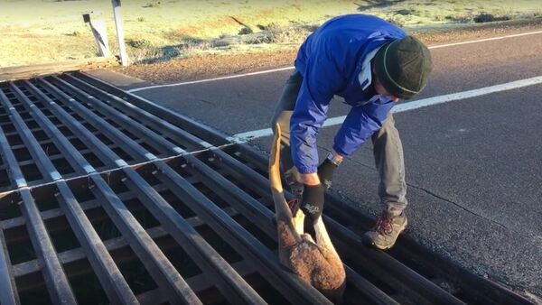 Roo Rescue - Sputnik International