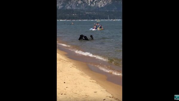 Bears Come Down to Beach to Swim Amongst Humans in Lake Tahoe - Sputnik International