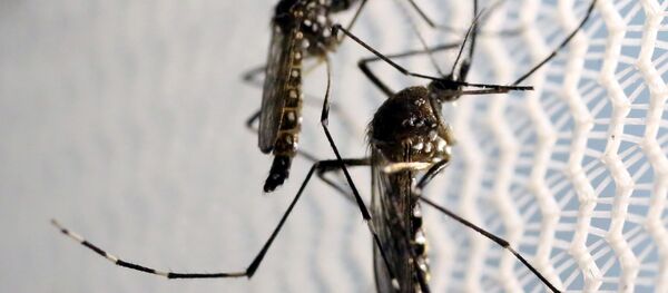 Aedes aegypti mosquitoes are seen inside Oxitec laboratory in Campinas, Brazil, February 2, 2016 - Sputnik International