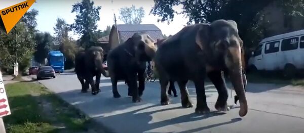 Meanwhile in Russia: Elephants Walk Around Town Meanwhile in Russia: Elephants Walk Around Town - Sputnik International