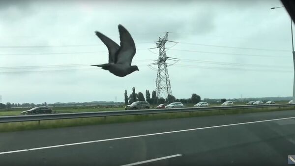 Vroege Vogels - Duif vliegt over snelweg - Sputnik International