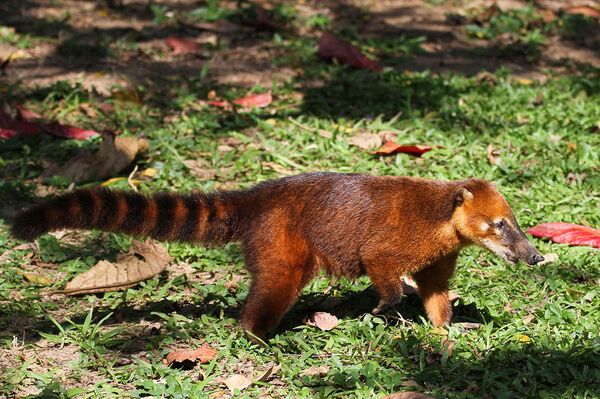 South American Coati (Nasua nasua) - Sputnik International