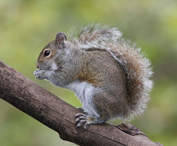 Eastern Grey Squirrel (Sciurus carolinensis)  - Sputnik International