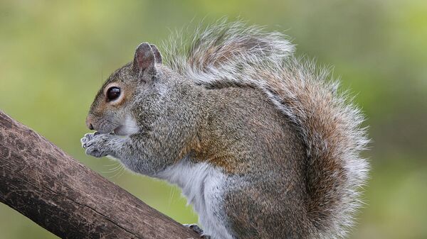 Eastern Grey Squirrel (Sciurus carolinensis)  - Sputnik International