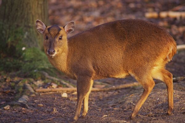  Reeves muntjac - Sputnik International