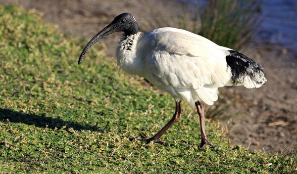  Ibis (Threskiornis aethiopicus) - Sputnik International