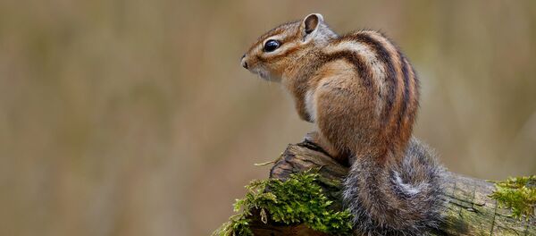 Tamias sibiricus Tamias sibiricus - Sputnik International