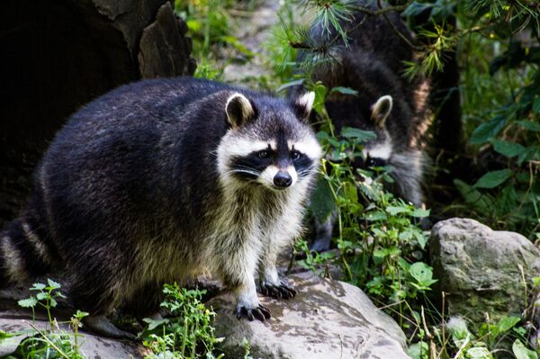 Procyon lotor - Sputnik International