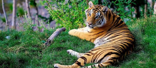 Bengal tiger - Sputnik International