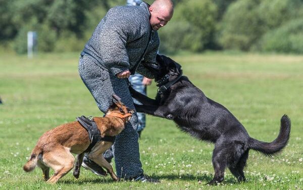'True Friend' service dogs competition - Sputnik International