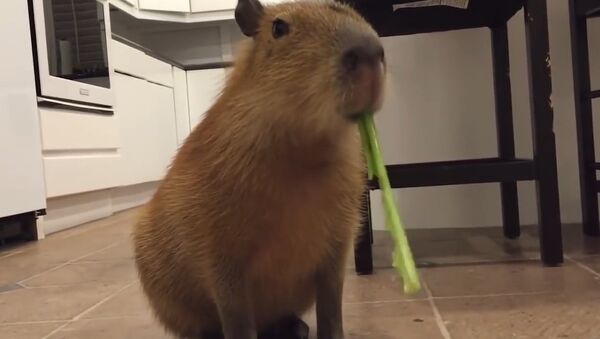 Capybara adorably munches on celery stick - Sputnik International