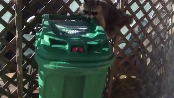 Raccoon stole a trash can - Sputnik International