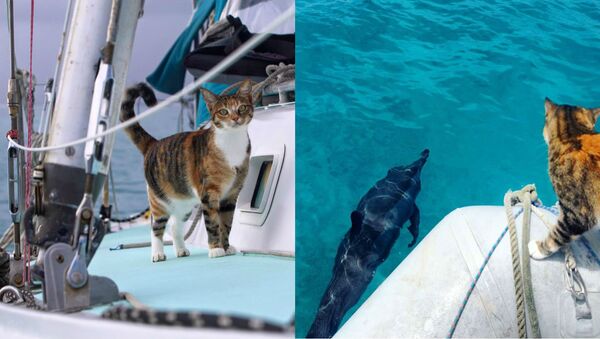 Amelia the seafaring cat - Sputnik International