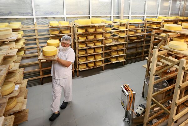 Farmer Oleg Sirota rearranges cheese blocks in the cheese ripening room at Russian Parmesan cheese dairy is Moscow Region's Istrinsky district Farmer Oleg Sirota rearranges cheese blocks in the cheese ripening room at Russian Parmesan cheese dairy is Moscow Region's Istrinsky district - Sputnik International