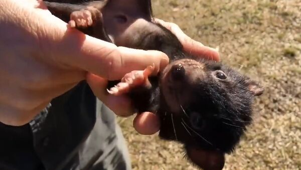 What a Tasmanian Devil joey looks like.... they're ADORABLE! - Sputnik International