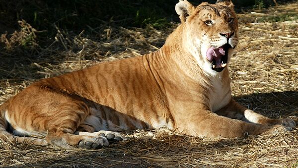 One of Australia's only two tigons, a man-made hybrid created by crossing a male tiger with a lioness, licks its lips at the National Zoo in Canberra. - Sputnik International