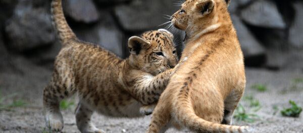 Liliger cubs in their enclosure at the Novosibirsk Zoo - Sputnik International