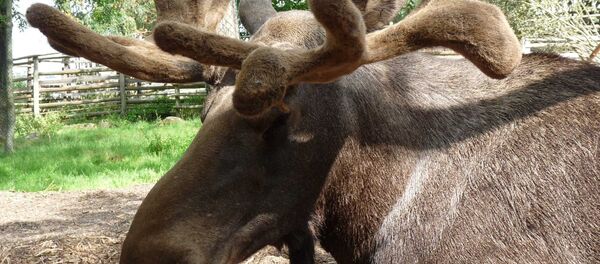 Elk - Sputnik International