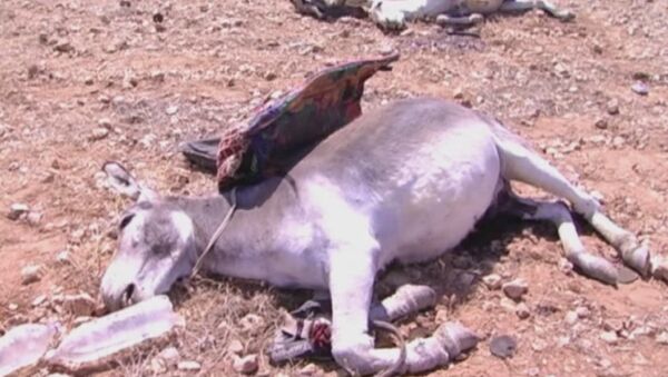 Donkeys last hope for Islamic State unzip the siege in the Syrian desert - Sputnik International