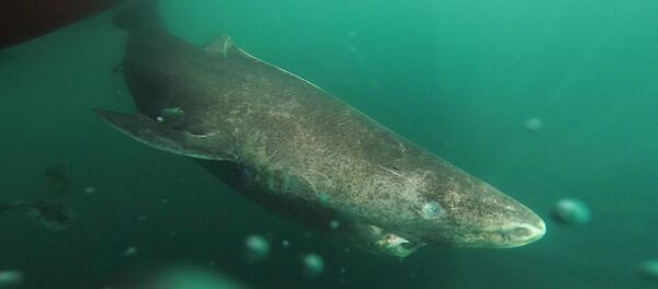 This undated photo made available by Julius Nielsen on Aug. 11, 2016 shows a Greenland shark slowly swimming away from a boat, returning to the deep and cold waters of the Uummannaq Fjord in northwestern Greenland during tag -and- release program in Norway and Greenland - Sputnik International