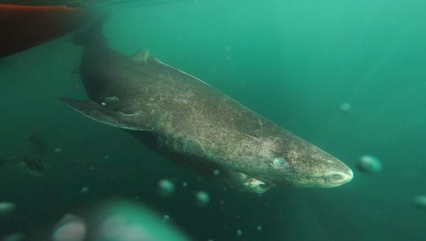 This undated photo made available by Julius Nielsen on Aug. 11, 2016 shows a Greenland shark slowly swimming away from a boat, returning to the deep and cold waters of the Uummannaq Fjord in northwestern Greenland during tag -and- release program in Norway and Greenland - Sputnik International