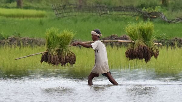 Индийский фермер во время сельскохозяйственных работ - Sputnik International