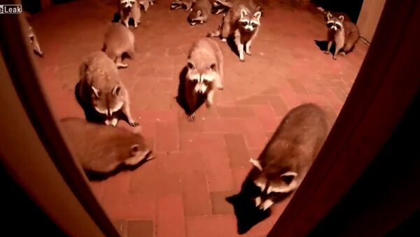 Raccoons Eating Dog Food - Sputnik International