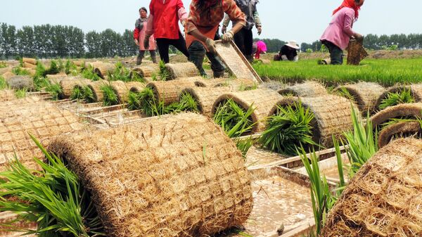 This photo taken on June 18, 2016 shows farmers moving rice seedlings at a seedling raising field in Lianyungang, east China's Jiangsu province - Sputnik International