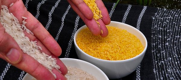 Golden rice (right) compared to white rice (left) Golden rice (right) compared to white rice (left) - Sputnik International