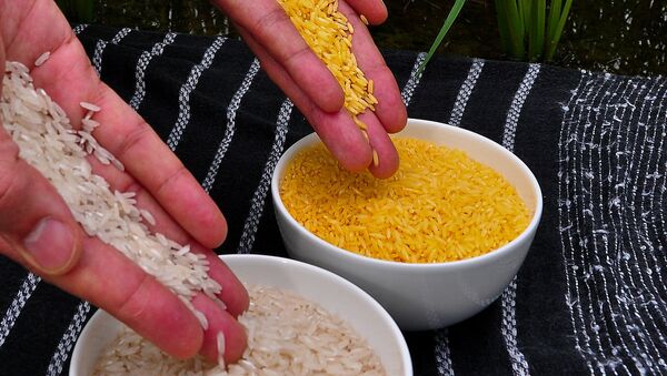Golden rice (right) compared to white rice (left) - Sputnik International