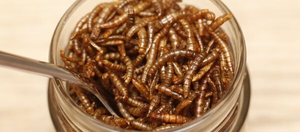Mealworms - Sputnik International