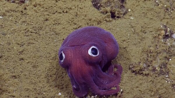 The team spotted this Stubby Squid off the coast of California at a depth of 900 meters (2,950 feet) - Sputnik International