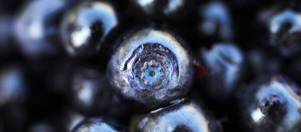 Blackberries Blackberries - Sputnik International