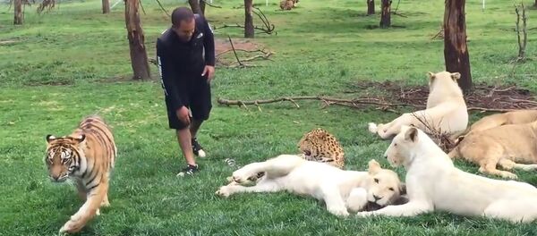 Tiger Saves Man From A Leopard Attack! Tiger Saves Man From A Leopard Attack! - Sputnik International