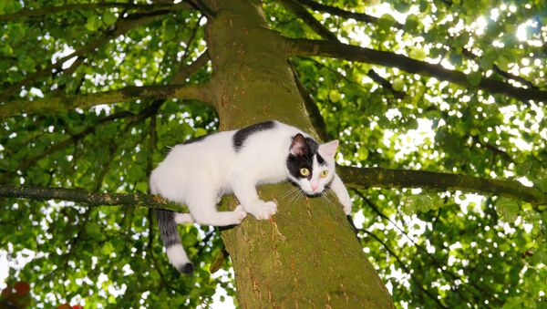 Cat stuck on a tree - Sputnik International