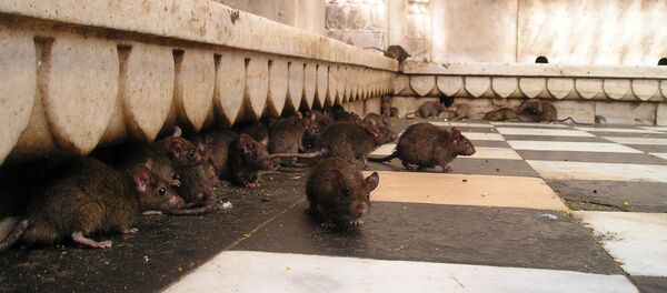 Rats Rats - Sputnik International