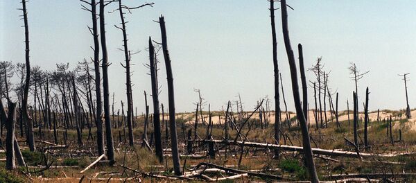 Wildfire on France’s Oleron Island (file) Wildfire on France’s Oleron Island (file) - Sputnik International