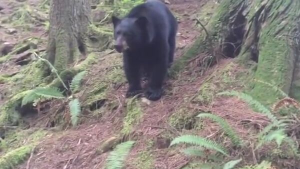 The scariest thing I've ever woken up to... - Sputnik International