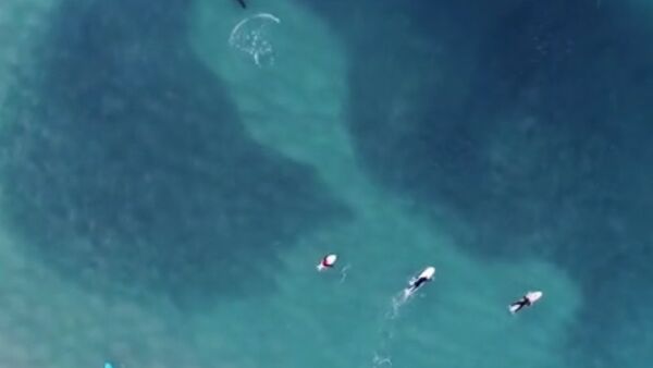 Seal hunting thousands of fish form a seal in Bondi Beach, Sydney - Sputnik International