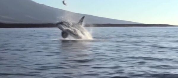 Orca Stuns Tourists by Tossing Sea Turtle Out of Water - Sputnik International