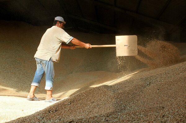 A worker in the granary on Divavan's farm A worker in the granary on Divavan's farm - Sputnik International
