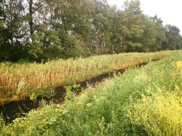 The wall The wall - Sputnik International