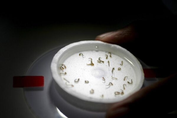 A biologist places a recipient with larvae of aedes aegypti mosquitoes as he conducts a research on preventing the spread of the Zika virus and other mosquito-borne diseases at a control and prevention center in Guadalupe, neighbouring Monterrey, Mexico, March 8, 2016 - Sputnik International