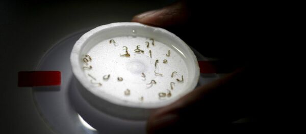 A biologist places a recipient with larvae of aedes aegypti mosquitoes as he conducts a research on preventing the spread of the Zika virus and other mosquito-borne diseases at a control and prevention center in Guadalupe, neighbouring Monterrey, Mexico, March 8, 2016 A biologist places a recipient with larvae of aedes aegypti mosquitoes as he conducts a research on preventing the spread of the Zika virus and other mosquito-borne diseases at a control and prevention center in Guadalupe, neighbouring Monterrey, Mexico, March 8, 2016 - Sputnik International