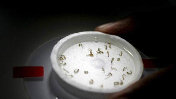 A biologist places a recipient with larvae of aedes aegypti mosquitoes as he conducts a research on preventing the spread of the Zika virus and other mosquito-borne diseases at a control and prevention center in Guadalupe, neighbouring Monterrey, Mexico, March 8, 2016 - Sputnik International