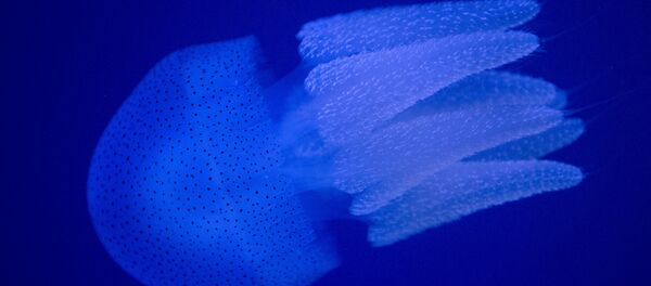 A jellyfish swims in an indoor ocean park aquarium at the Wanda Cultural Tourism City in Nanchang in southeastern China's Jiangxi province, Saturday, May 28, 2016 A jellyfish swims in an indoor ocean park aquarium at the Wanda Cultural Tourism City in Nanchang in southeastern China's Jiangxi province, Saturday, May 28, 2016 - Sputnik International
