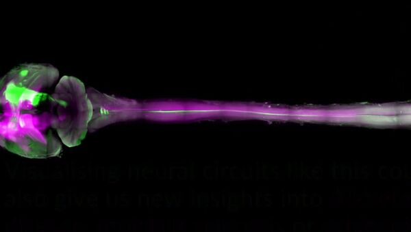 Mouse’s body made entirely transparent to reveal nervous system - Sputnik International