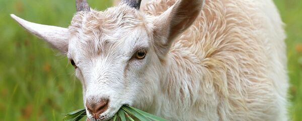 Goat Goat - Sputnik International